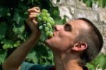 Употребление винограда может помочь защитить здоровье сердца у людей, страдающих метаболическим синдромом